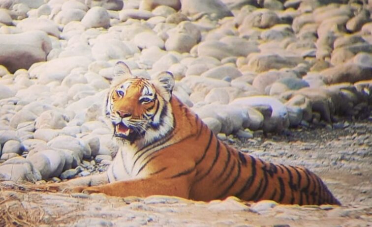 jim corbett tiger