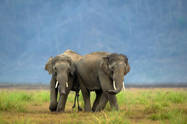 corbett national park elephant
