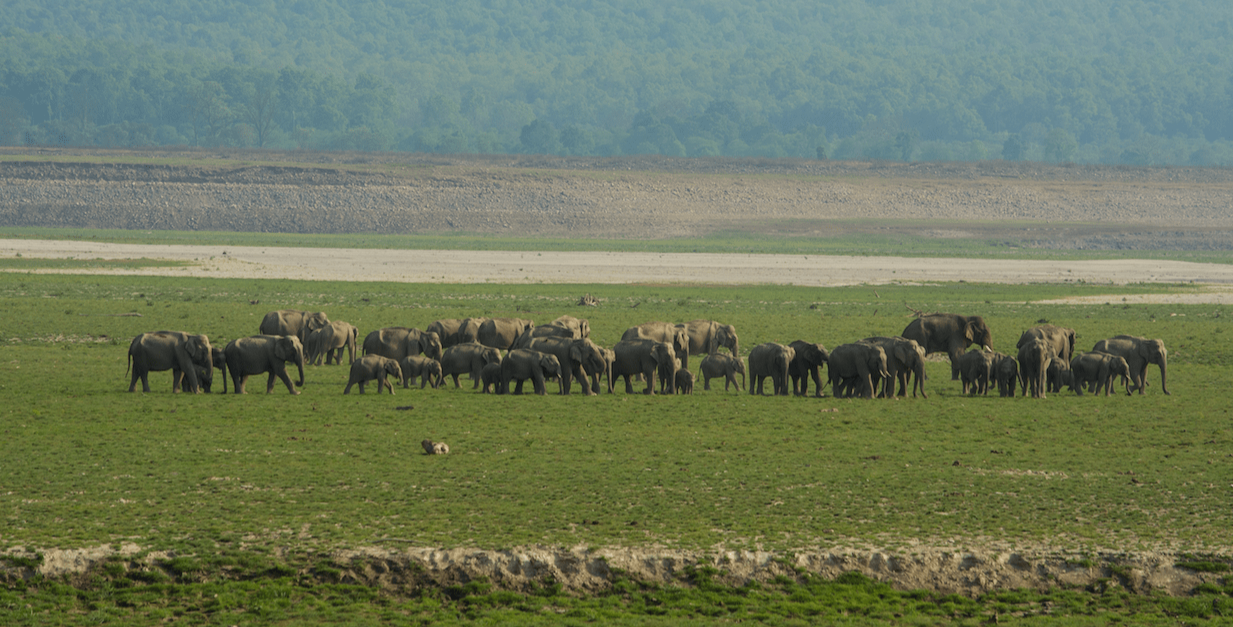 elephant jim corbett national park
