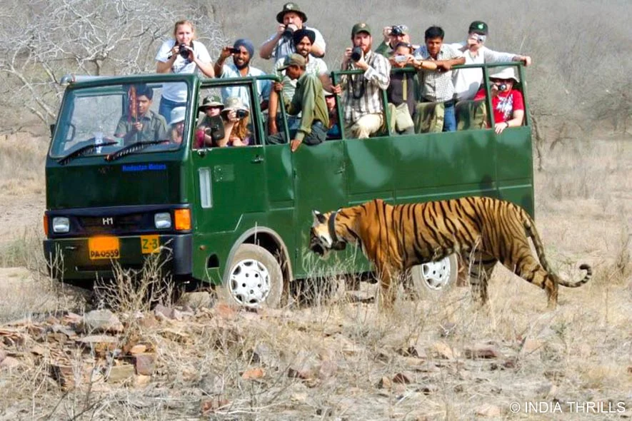 canter safari in jim corbett