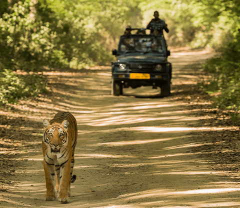 jim corbett national park