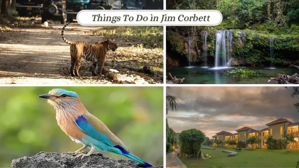 jim corbett tiger, bird, water fall, resort
