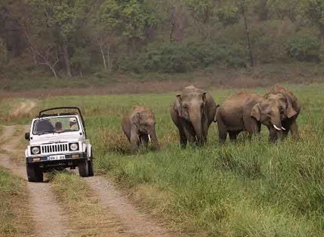 dhikala zone in jim corbett national park