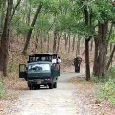 canter safari in jim corbett