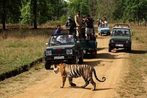 jungle safari in jim corbett
