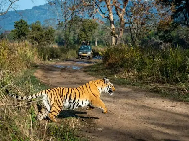 dhikala zone in jim corbett
