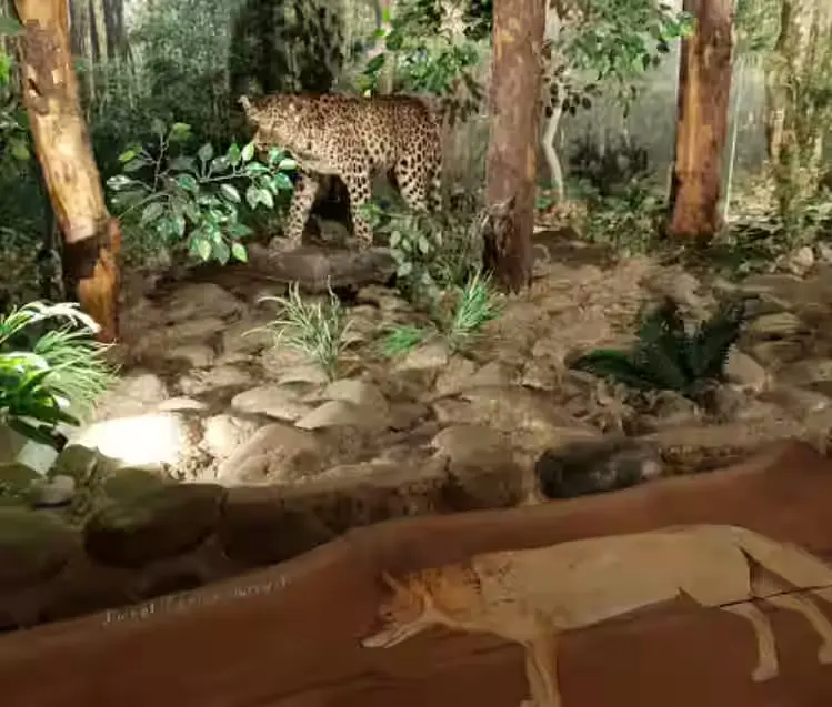 dhangarhi museum in jim corbett