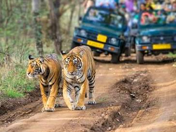 dhela zone in jim corbett