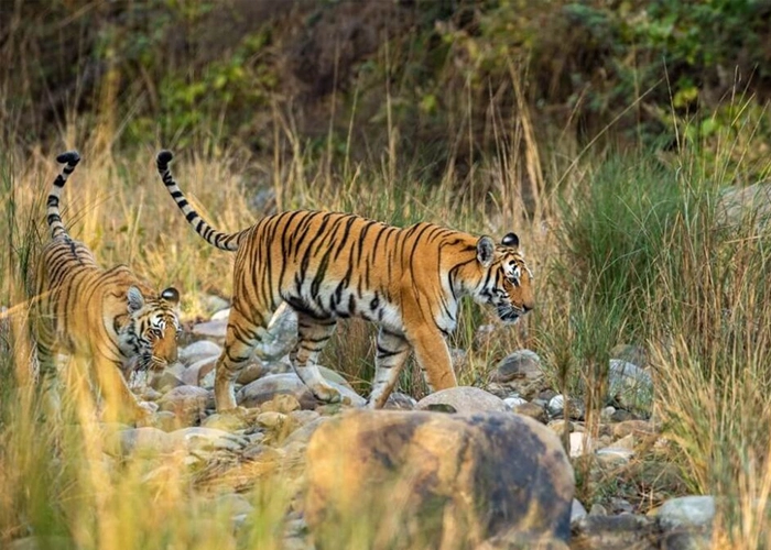 Durga devi zone in jim corbett
